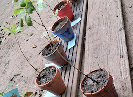 Naturprojekte im Wald